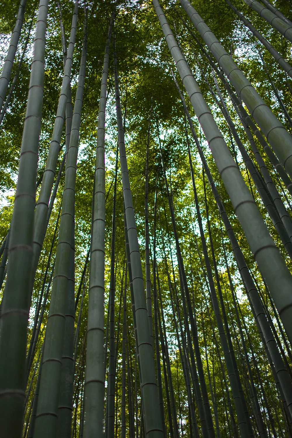 Japan, April 2012 — photograph by Stephan Geyer