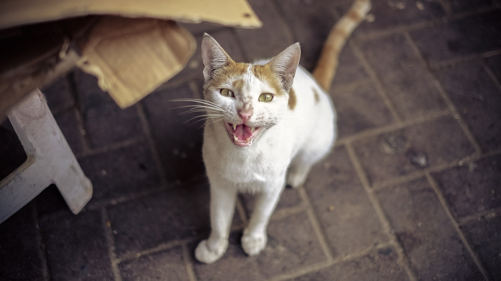 30 Street Shots with the X-Pro1 — photograph by Stephan Geyer