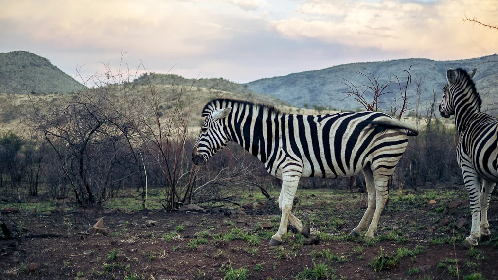 A Late Afternoon in Pilanesberg, South Africa — photograph by Stephan Geyer