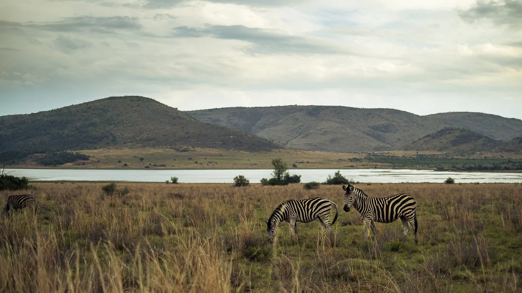 A Late Afternoon in Pilanesberg, South Africa — photograph by Stephan Geyer