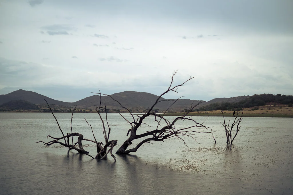 A Late Afternoon in Pilanesberg, South Africa — photograph by Stephan Geyer