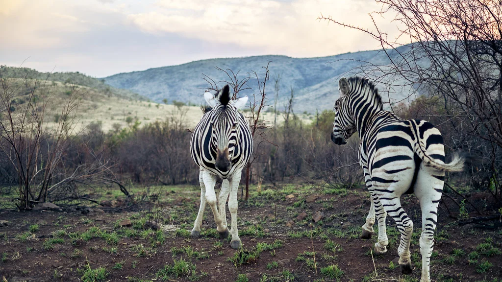 A Late Afternoon in Pilanesberg, South Africa — photograph by Stephan Geyer