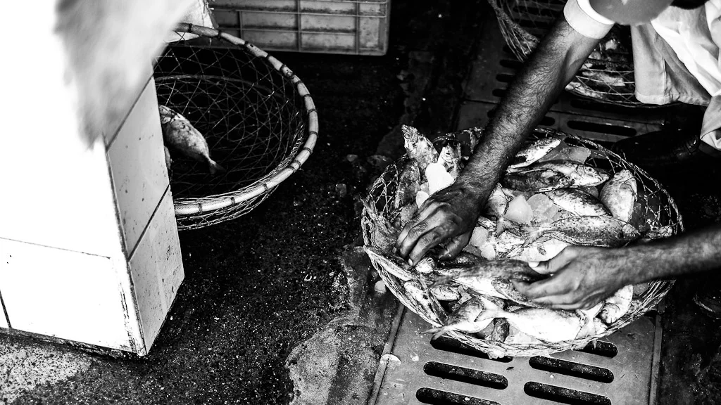 Dubai Fish Market — photograph by Stephan Geyer