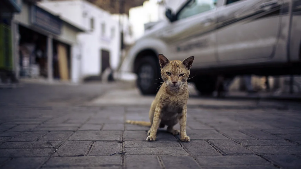 Muscat, Oman. An unexpected Canon 5D Tribute. — photograph by Stephan Geyer